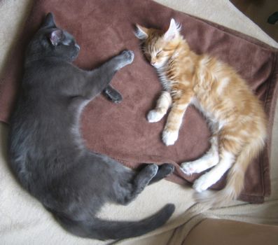 Luca mit 3,5  Monaten zusammen mit Max/ three and a half months old together with Max