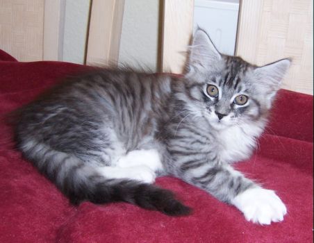 Moritz mit 10 Wochen