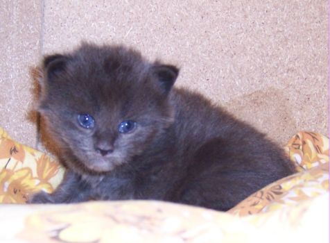 Naomi mit drei Wochen / three weeks old