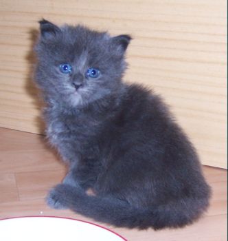 Naomi mit fünf Wochen / five weeks old