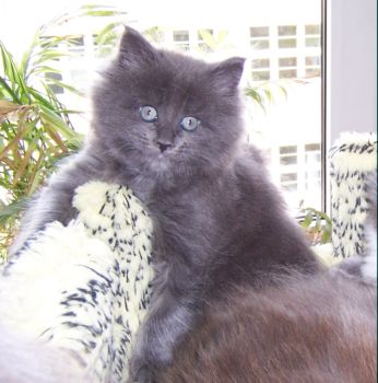 Naomi mit sieben Wochen / seven weeks old