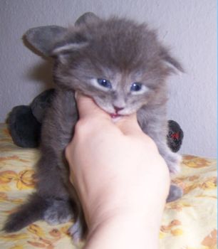 Nox mit drei Wochen / three weeks old