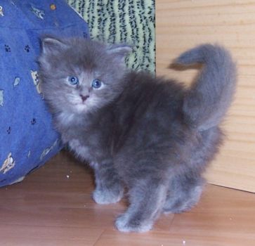 Nox mit fünf Wochen / five weeks old