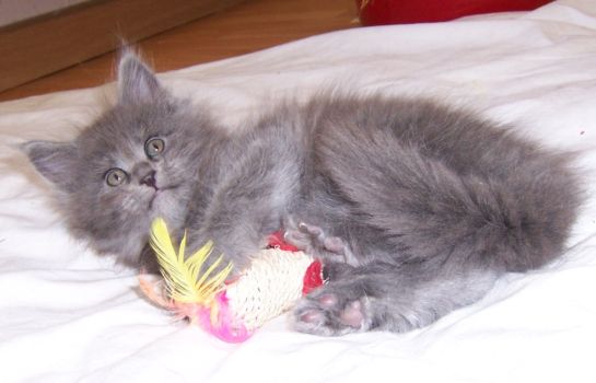 Nox mit sieben Wochen / seven weeks old