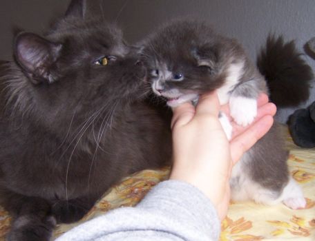 Nintendo mit drei Wochen / three weeks old