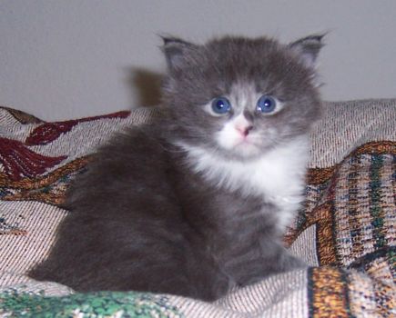 Nintendo mit fünf Wochen / five weeks old