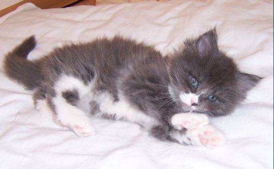 Nintendo mit sieben Wochen / seven weeks old