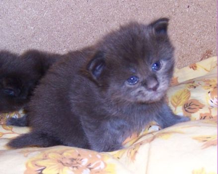 Nisha mit drei Wochen / three weeks old