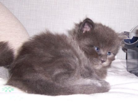 Nisha mit fünf Wochen / five weeks old