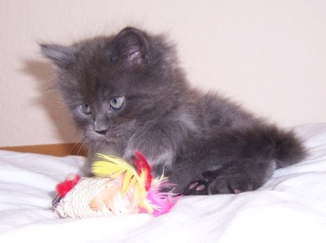 Nisha mit sieben Wochen / seven weeks old