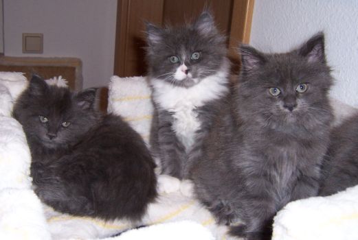 Nisha, Nintendo und Naomi mit neun Wochen / nine weeks old