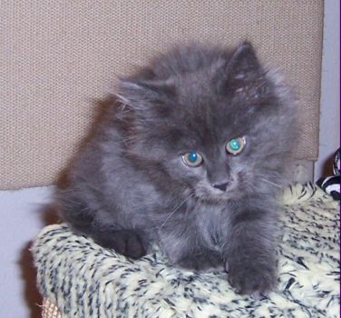 Naomi mit zehn Wochen / ten weeks old