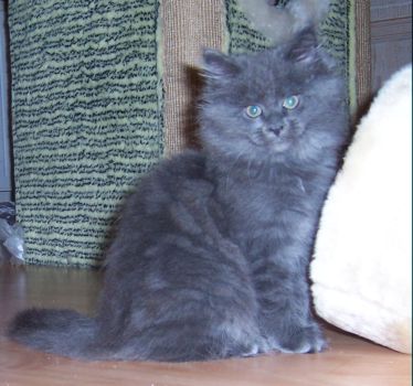 Naomi mit zehn Wochen / ten weeks old