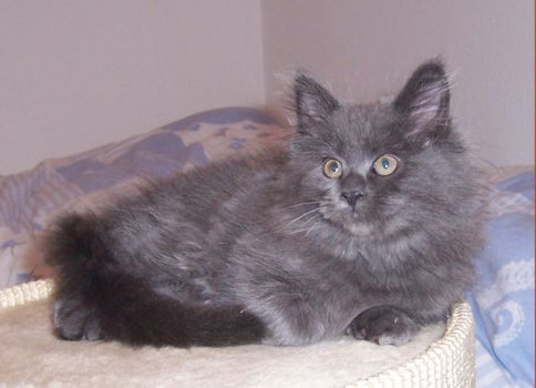 Naomi mit elf Wochen / eleven weeks old