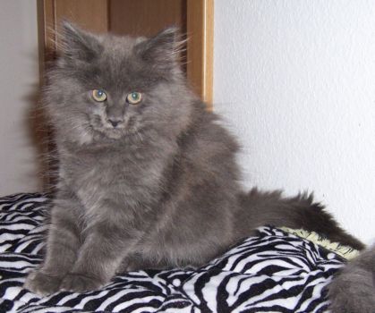 Naomi mit elf Wochen / eleven weeks old