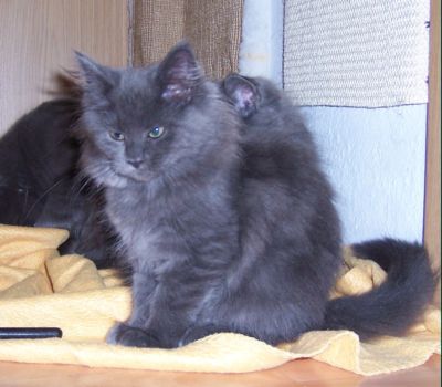 Naomi mit dreizehn Wochen / thirtheen weeks old