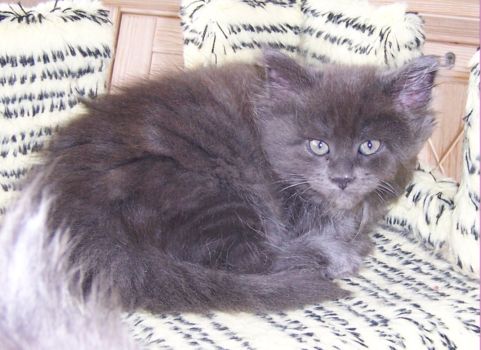 Naomi mit dicke acht Wochen / eight weeks old