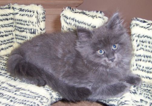 Naomi mit neun Wochen / nine weeks old