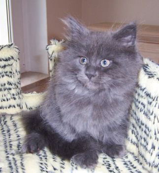 Naomi mit neun Wochen / nine weeks old