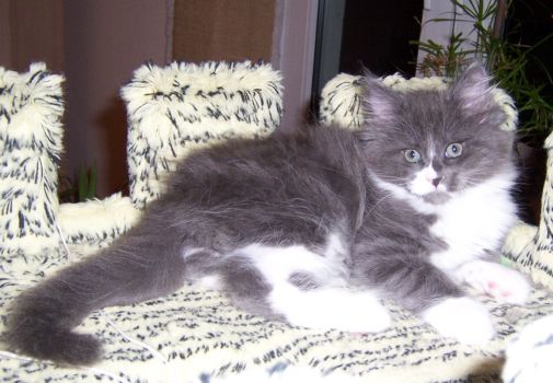 Nintendo mit zehn Wochen / ten weeks old