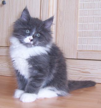 Nintendo mit zehn Wochen / ten weeks old