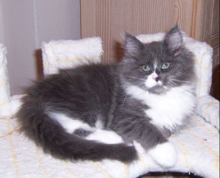 Nintendo mit elf Wochen / eleven weeks old