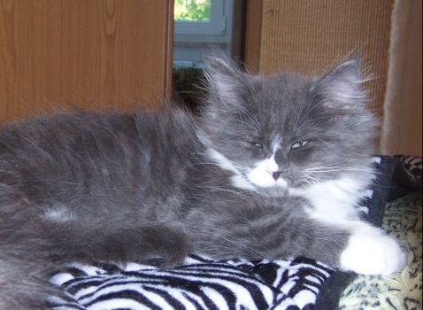 Nintendo mit elf Wochen / eleven weeks old