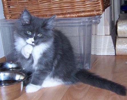 Nintendo mit dreizehn Wochen / thirtheen weeks old