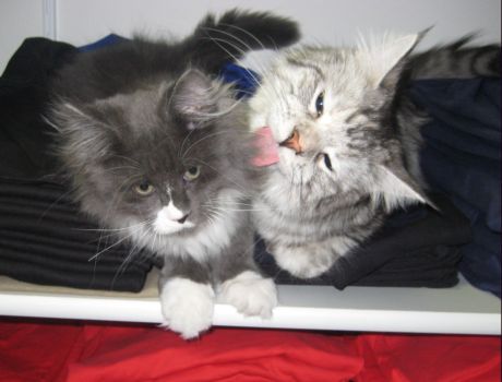 Nintendo mit drei einhalb Monaten zusammen mit Gin Gin  / three and a half months old together with Gin Gin