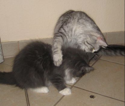 Nintendo mit drei einhalb Monaten zusammen mit Gin Gin  / three and a half months old together with Gin Gin