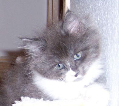 Nintendo mit neun Wochen / nine weeks old