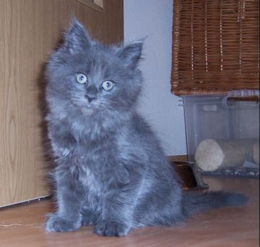 Nisha mit zehn Wochen / ten weeks old