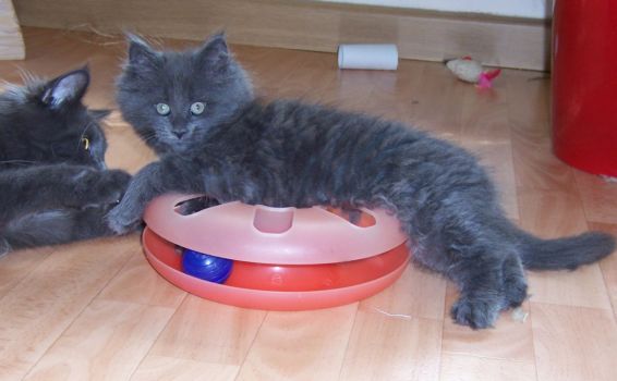 Nisha mit zehn Wochen / ten weeks old