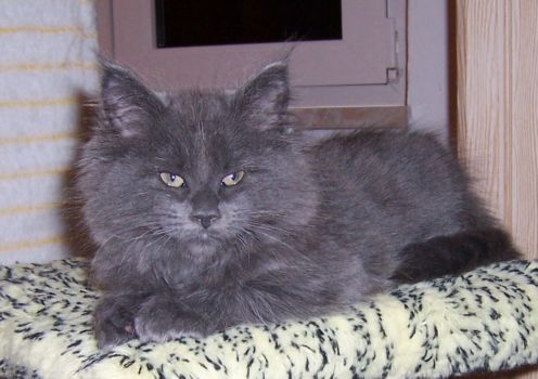 Nisha mit elf Wochen / eleven weeks old