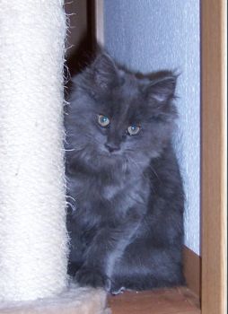 Nisha mit dreizehn Wochen / thirtheen weeks old