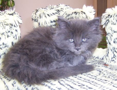 Nisha mit dicke acht Wochen / eight weeks old