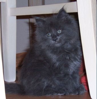 Nisha mit neun Wochen / nine weeks old