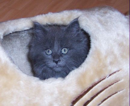 Nisha mit neun Wochen / nine weeks old