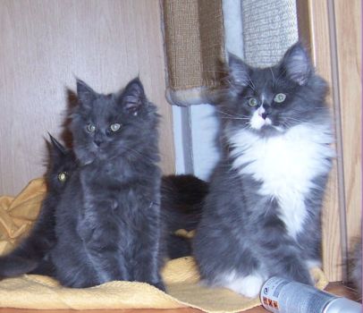 Nisha und Nintendo mit dreizehn Wochen / thirtheen weeks old