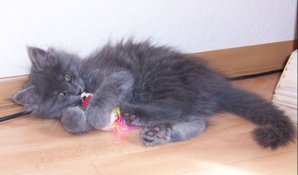 Nox mit zehn Wochen / ten weeks old