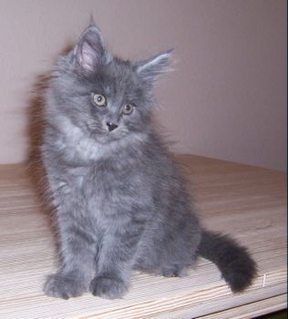 Nox mit zehn Wochen / ten weeks old