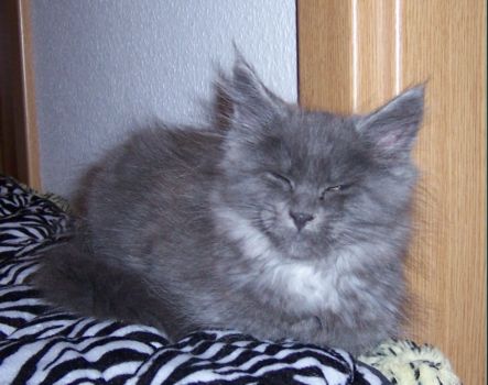 Nox mit elf Wochen / eleven weeks old