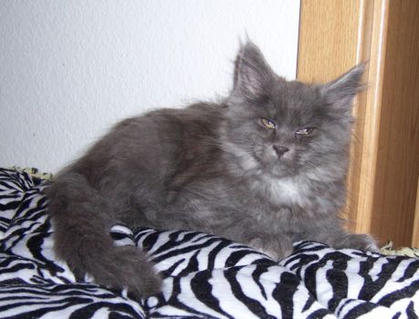 Nox mit elf Wochen / eleven weeks old