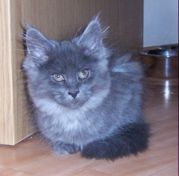 Nox mit dreizehn Wochen / thirtheen weeks old