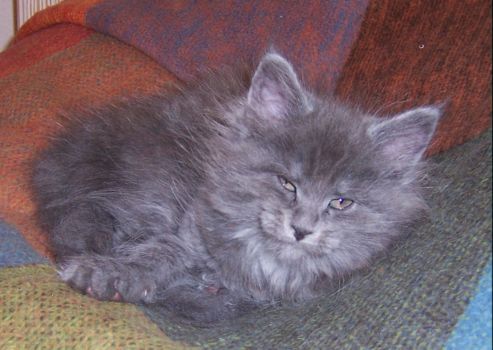 Nox mit dicke acht Wochen / eight weeks old