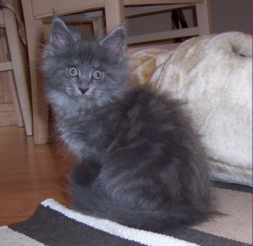 Nox mit neun Wochen / nine weeks old