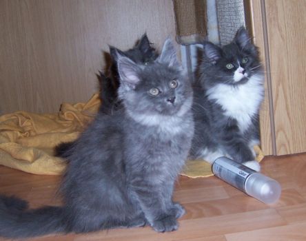 Nox und Nintendo mit dreizehn Wochen / thirtheen weeks old