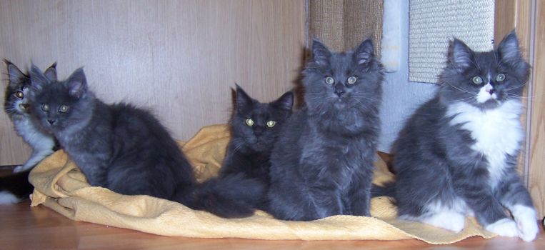 Nox, Nisha und Nintendo mit dreizehn Wochen / thirtheen weeks old