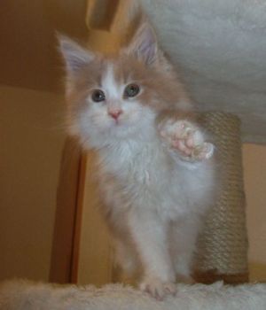 Otto mit 10 Wochen / 10 weeks old