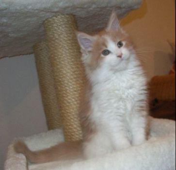 Otto mit 10 Wochen / 10 weeks old